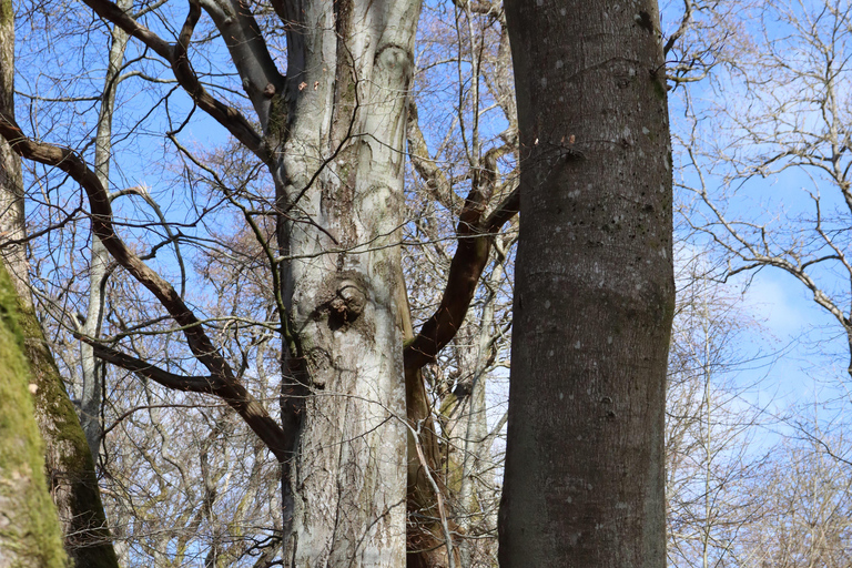 Lund: Dalby Söderskog National Park Guided Hike with Lunch