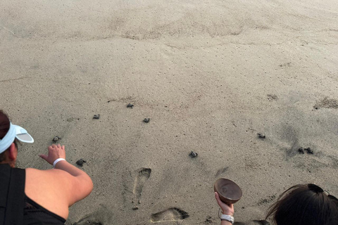 Puerto Escondido: Unforgettable Turtle Release Experience