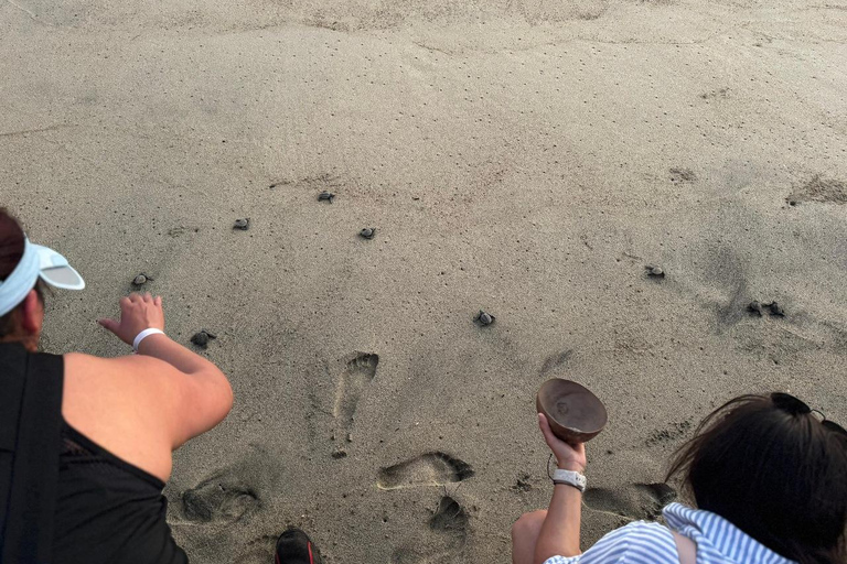 Puerto Escondido: Unforgettable Turtle Release Experience