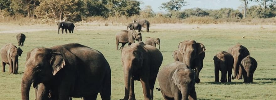 Sigiriya : safari privé en jeep dans le parc national de Minneriya