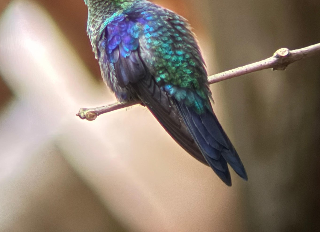 Manuel Antonio Nationalpark: Guidet tur med ENTRÉ INKLUDERET