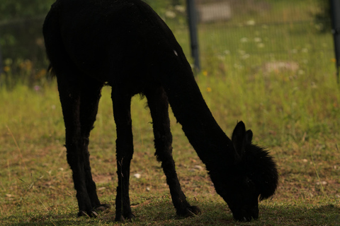 Vilnius-Trakai: Private Alpaca Farm Tour