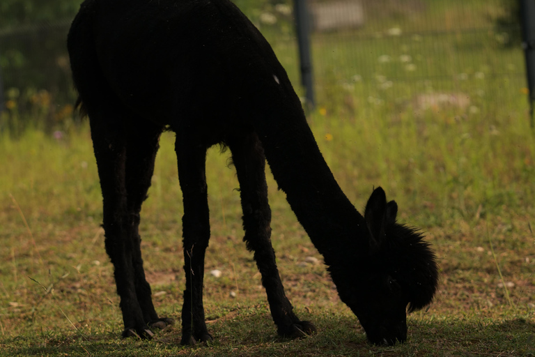 Vilnius-Trakai: Private Alpaca Farm Tour