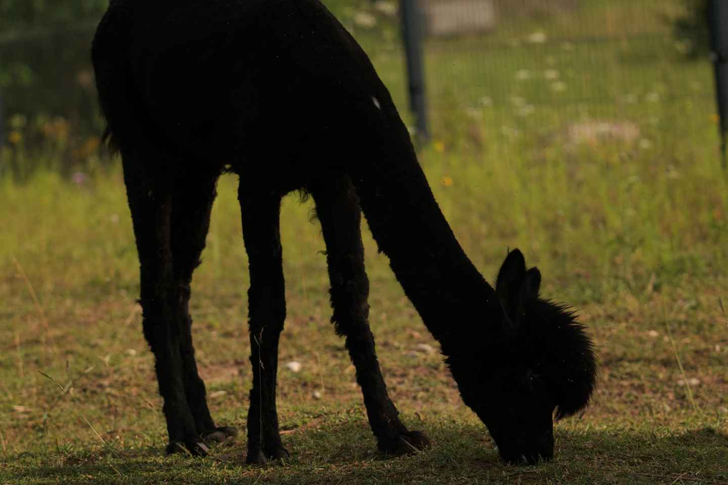 Vilnius-Trakai: Private Alpaca Farm Tour