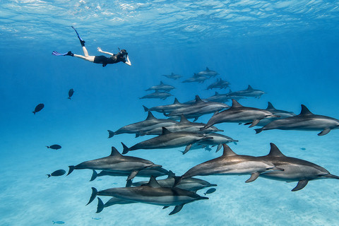 Mauritius: Wild Dolphin Swim and Snorkeling Experience