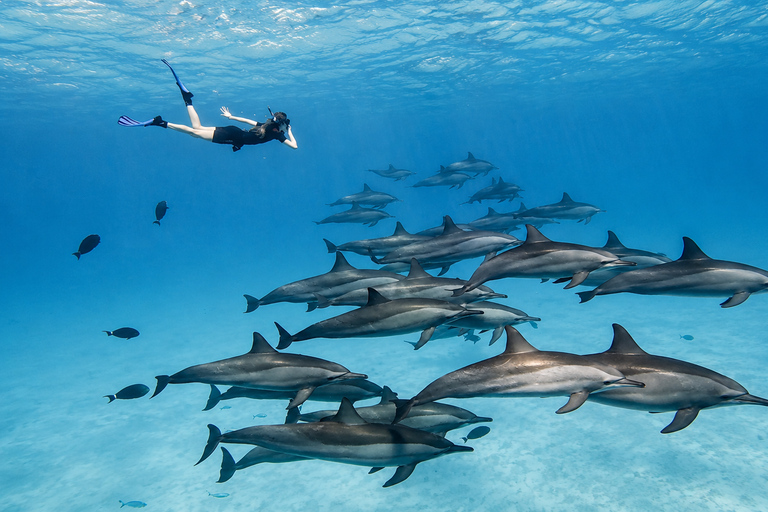 Mauritius: Wild Dolphin Swim and Snorkeling Experience