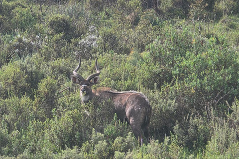 Addis Ababa: 6-Day Bale Mountains Adventure Trek
