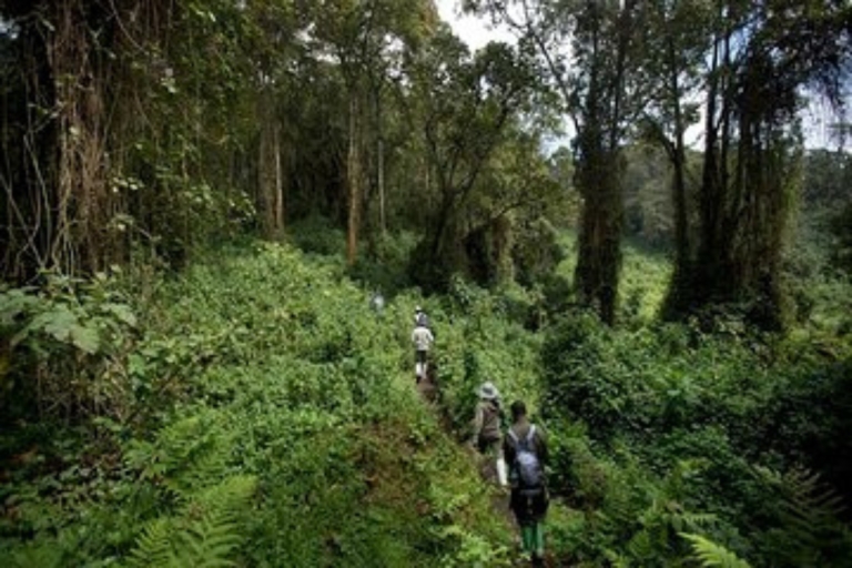 1-daagse trip van Bisoke-wandelen vanaf Kigali1-daagse trip van Bisoke-wandelen vanuit Kigali