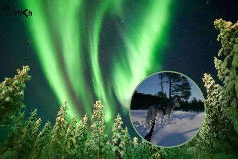 Ivalo: Caza de auroras con huskies