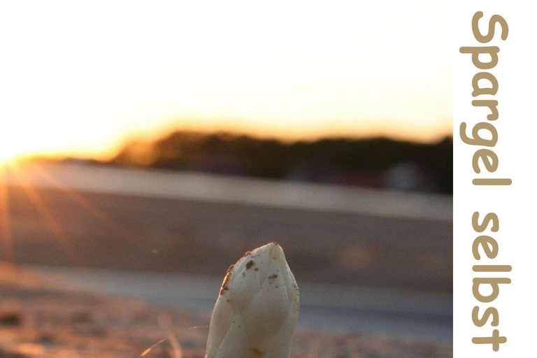 Beelitz: Harvest Beelitz asparagus yourself Beelitz: Harvest your own asparagus from Beelitz