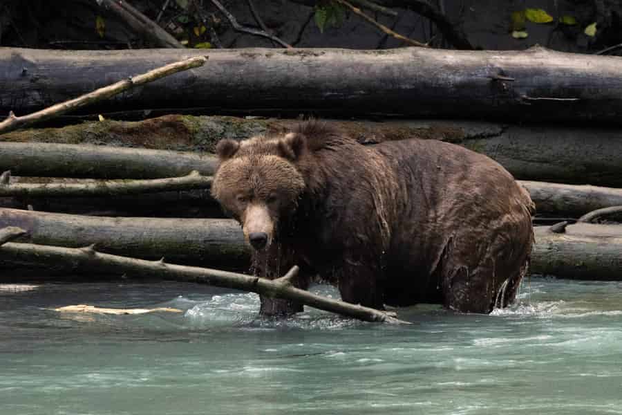 Campbell River: Toba-Bären und Grizzlybären-Tour in der Wildnis. Foto: GetYourGuide