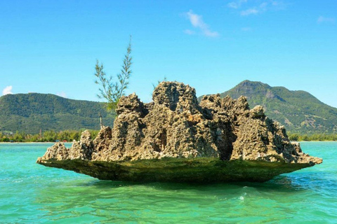 Rivière Noire : Nager avec les dauphins en bateau rapide avec déjeuner