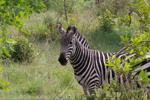 Arusha: 6-Day Best of Northern Circuit Adventure Safari