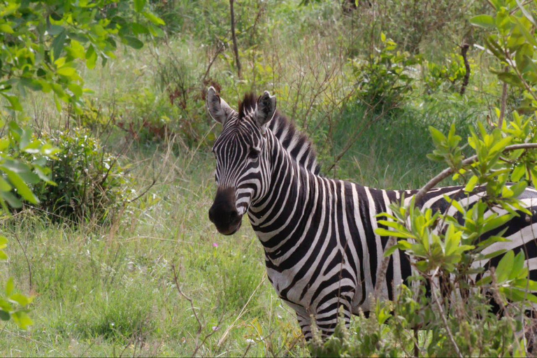 Arusha: 6-Day Best of Northern Circuit Adventure Safari