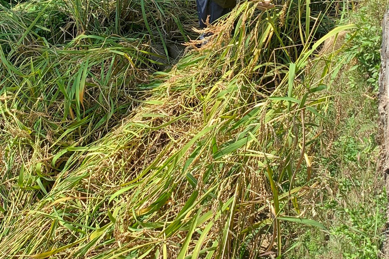 Guilin: Longji Rice Terraces & Minority Villages 2-Day Tour Guilin: Longji Rice Terraces & Minority Villages 2-Day Tour