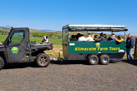 Glasgow: Highland Cow Trailer Tour with home baking