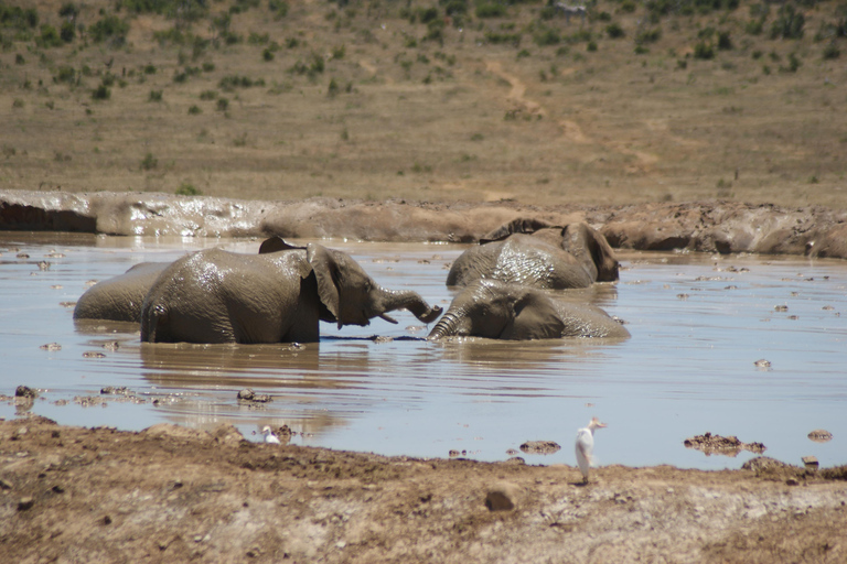 Addo Elephant National Park: Half-Day Safari with Guide