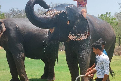 Jaipur: Hathigao Elephant Village Ride, Feeding, & Photos Riding, Feeding, Climbing And Photography with Elephant