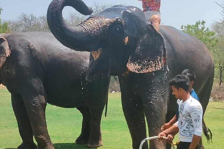 Jaipur: Hathigao Elephant Village Ride, Feeding, & Photos Riding, Feeding, Climbing And Photography with Elephant