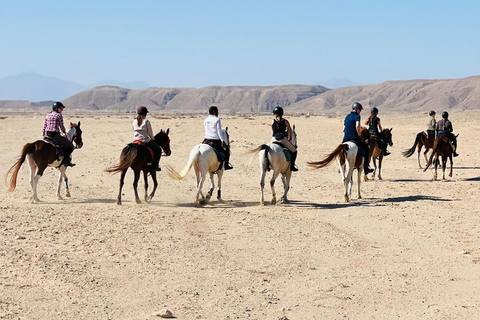 الغردقة: جولة ركوب الخيل في الصحراء والبحر مع خيار السباحةجولة لمدة ساعتين لركوب الخيل بدون السباح