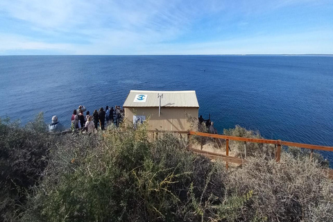 Puerto Madryn: El Doradillo Whale Watching Tour with Pickup