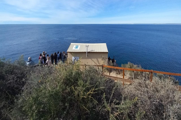 Puerto Madryn: El Doradillo Whale Watching Tour with Pickup