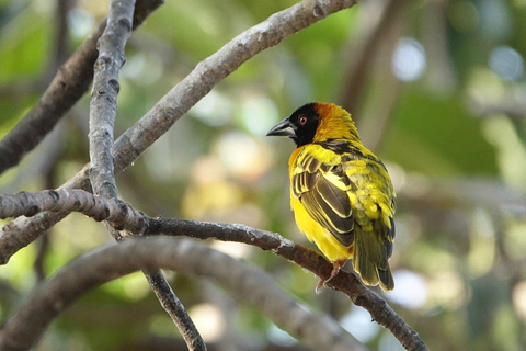 Murchison Falls Wildlife Safari 3 Days (Comfort Plus)