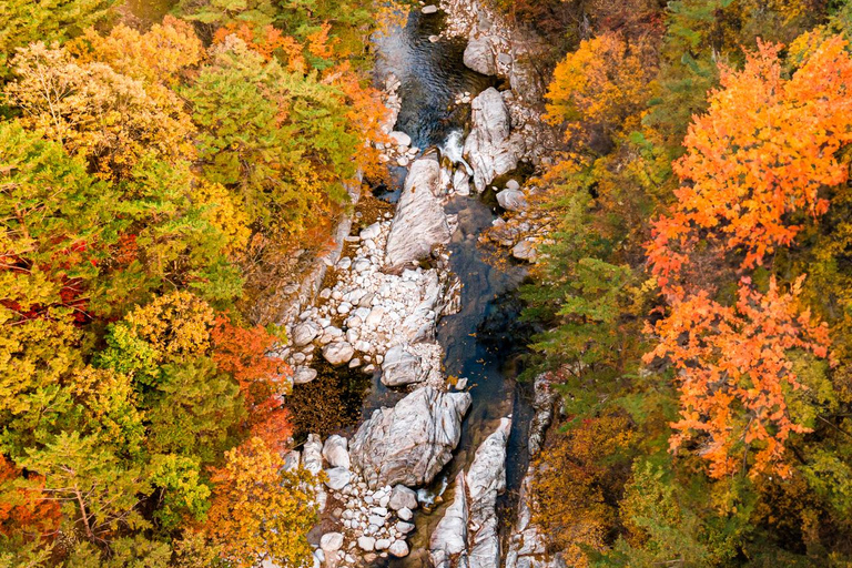 سيول: جولة يومية لمشاهدة أوراق الخريف في حديقة أودايسان أو دايدونسانجولة مشتركة لمشاهدة أوراق شجر 