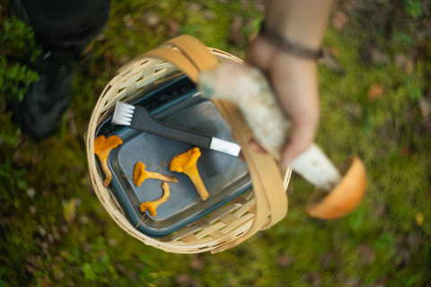 Rovaniemi: Arctic Wild Berry & Mushroom Foraging and Tasting