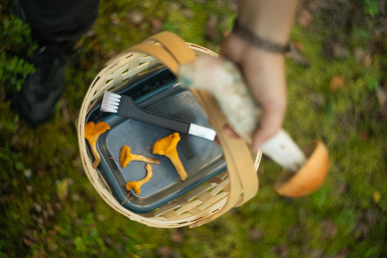 Rovaniemi: Arctic Wild Berry & Mushroom Foraging and Tasting