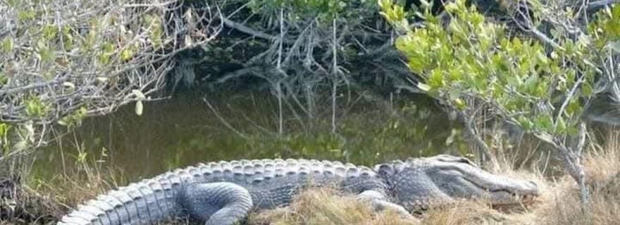 Lodwar : excursion guidée au parc national de l'île centrale