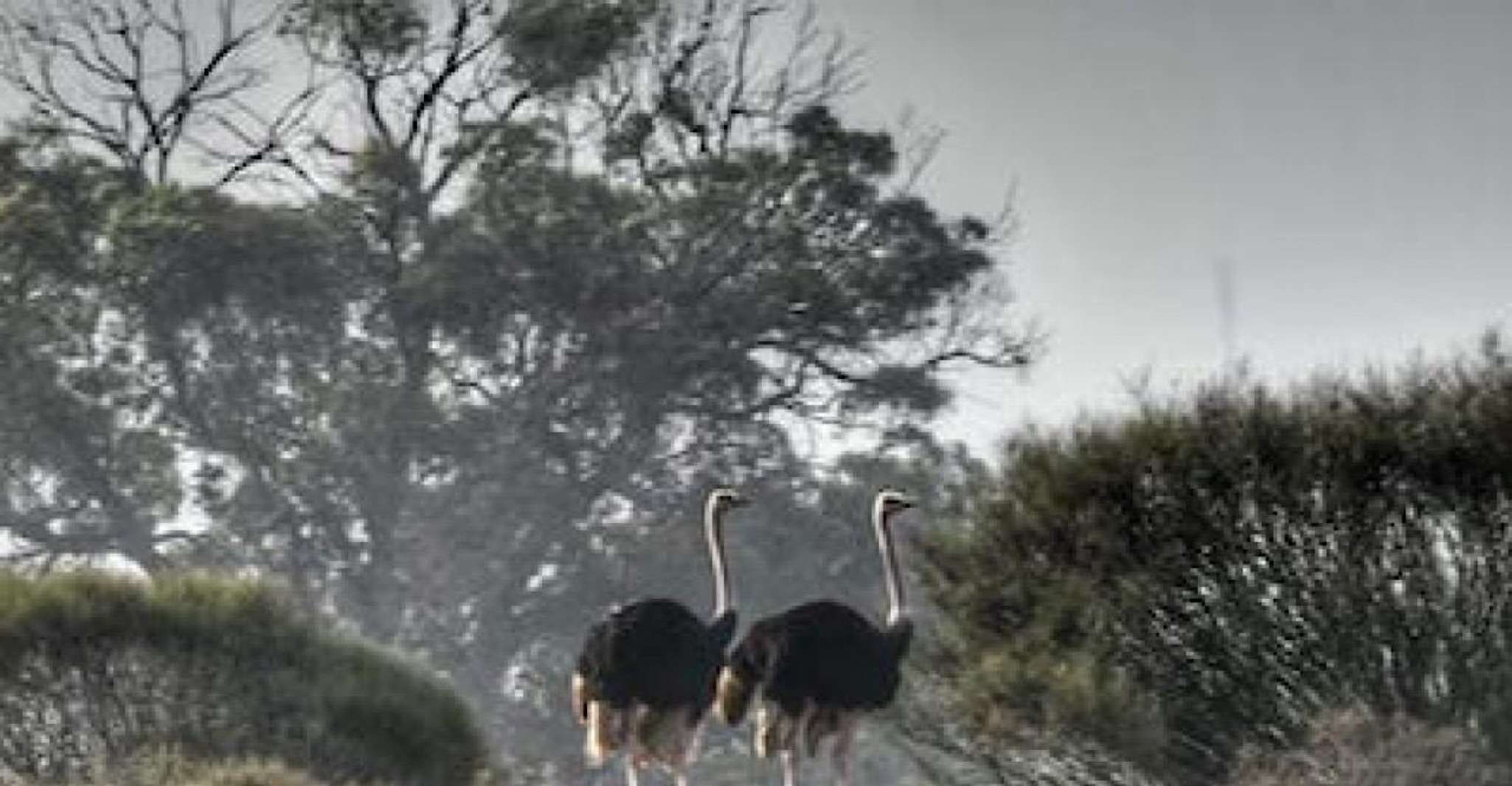 Agadir ou Taghazout Souss Park Animaux sauvages - Hizvo