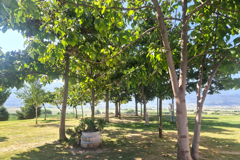 From Plovdiv: Wine Escape to the Rhodope Foothills