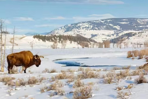 Au départ de Jackson : Excursion en motoneige au Grand Canyon de Yellowstone