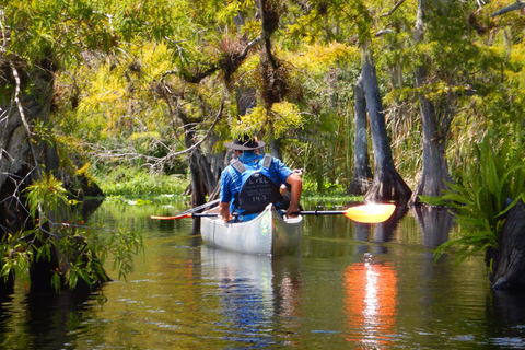 Orlando Alligator Experience: Day-Trip From Orlando Standard Option