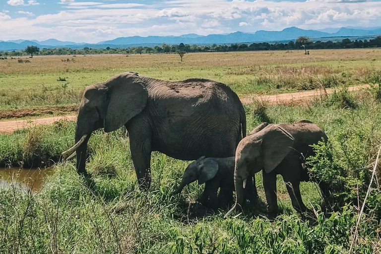 SAFARI WILDLIFE FROM ZANZIBAR TO MIKUMI 3 DAYS 2 NIGTHS