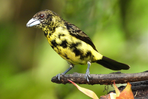 PRIVATE Mindo Cloud forest; birds, chocolate, waterfalls