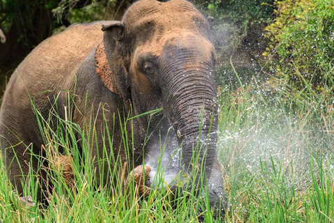 Udawalawe-Nationalpark-Safari (privater Jeep)