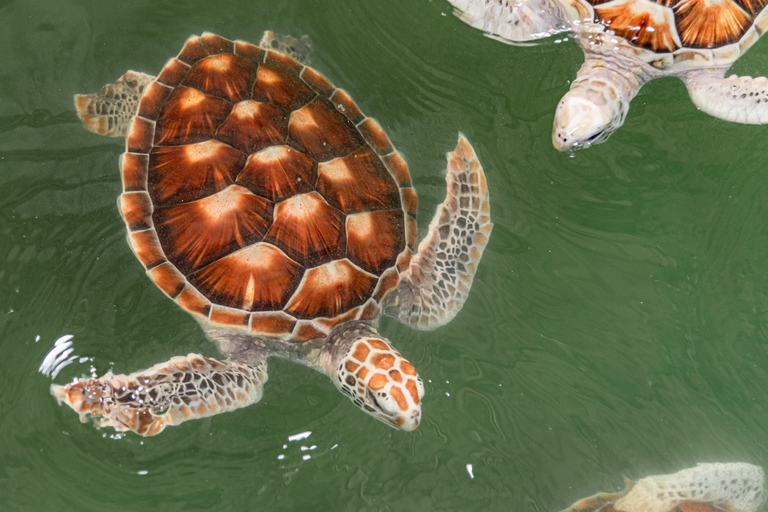 Khao Lak: waterval, zeeschildpad, olifanten verzorgen, maaltijd en transferKhao Lak: waterval, zeeschildpad, raften en olifanten verzorgen en maaltijd