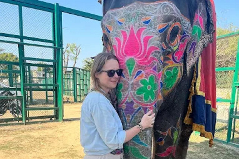 Jaipur Elephant Magic: Paint, Feed & Ride Tour with Pickup All Elephant Activity Riding, Feeding, Painting, Climbing