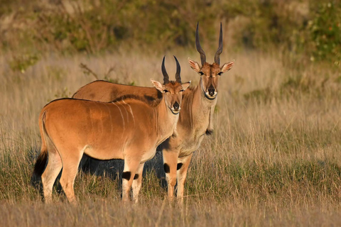 From Kampala: Lake Mburo National Park 3-Day Safari Tour