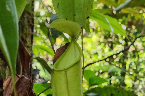 From Colombo/Kalutara: Full-Day Sinharaja Guided Eco Trek