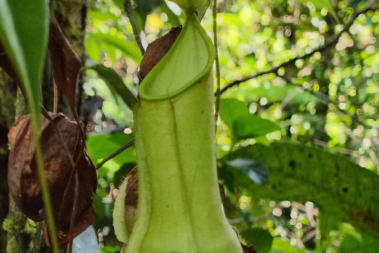 From Colombo/Kalutara: Full-Day Sinharaja Guided Eco Trek