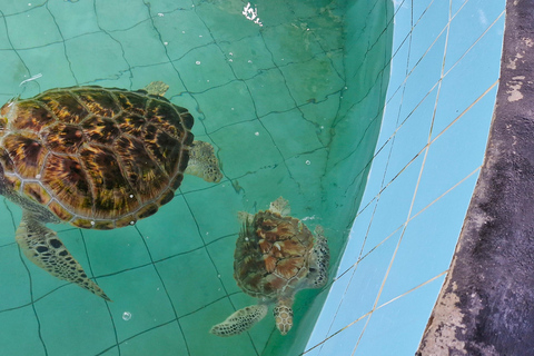 Khao Lak: Jangada de Bambu, ATV e Tour Particular das Tartarugas MarinhasKhao Lak: Tour particular com jangada de bambu, ATV e tartarugas marinhas
