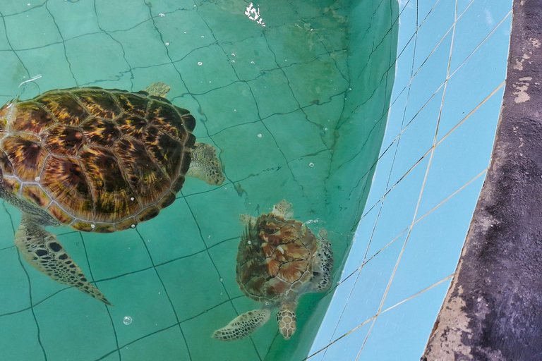 Khao Lak: Jangada de Bambu, ATV e Tour Particular das Tartarugas MarinhasKhao Lak: Tour particular com jangada de bambu, ATV e tartarugas marinhas