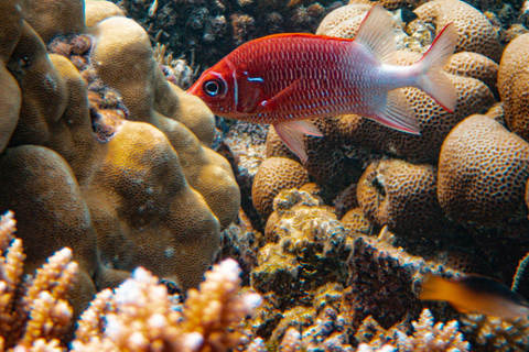 Bali/Nusa Dua: snorkeling, giro in barca con fondo trasparente e centro tartarugheTour per piccoli gruppi con trasferimento (Nusa Dua)