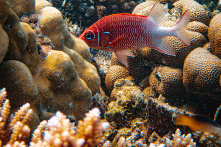 Bali/Nusa Dua: snorkeling, giro in barca con fondo trasparente e centro tartarugheTour per piccoli gruppi con trasferimento (Nusa Dua)