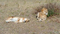 Nairobi National Park Ganz-/Halbtagestour & Guide + Pick/Drop - Hizvo