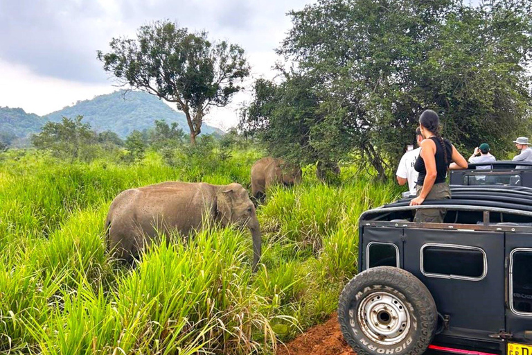 Sigiriya: Rock Fortress, Village Tour, and Jeep Safari