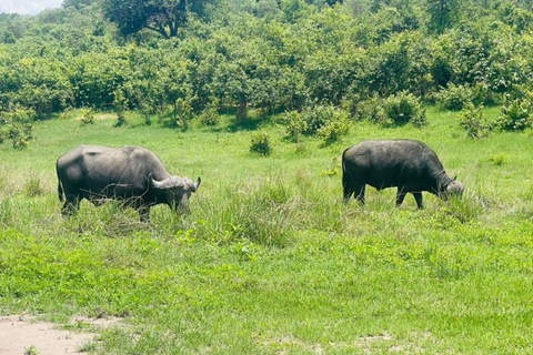 Caza de Rinocerontes - Parque Nacional de Mosi-oa-tunya